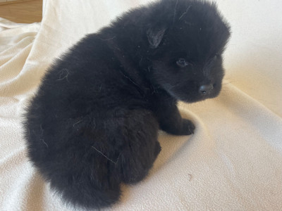 Les chiots de Eurasier