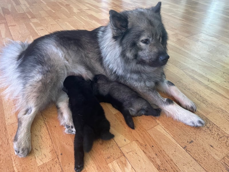 Eurasier - Du Coteau Des Genêts