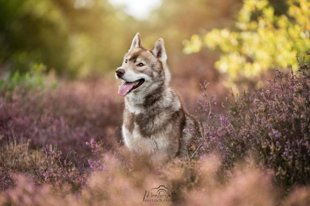 Vade retro satanas Of Moonlight's Rhapsody