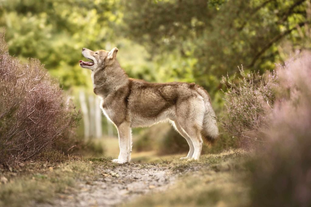 Vade retro satanas Of Moonlight's Rhapsody