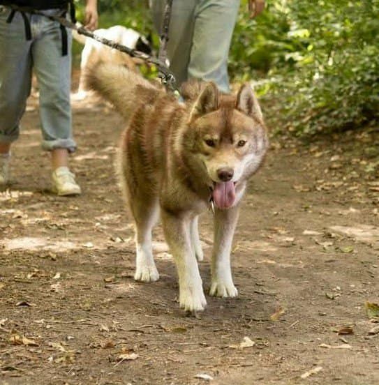 Vade retro satanas Of Moonlight's Rhapsody