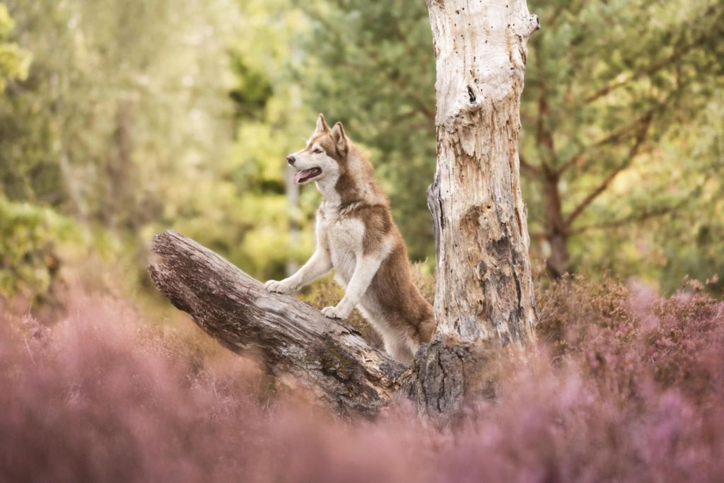 Tanka aloa Arkouna Dream's