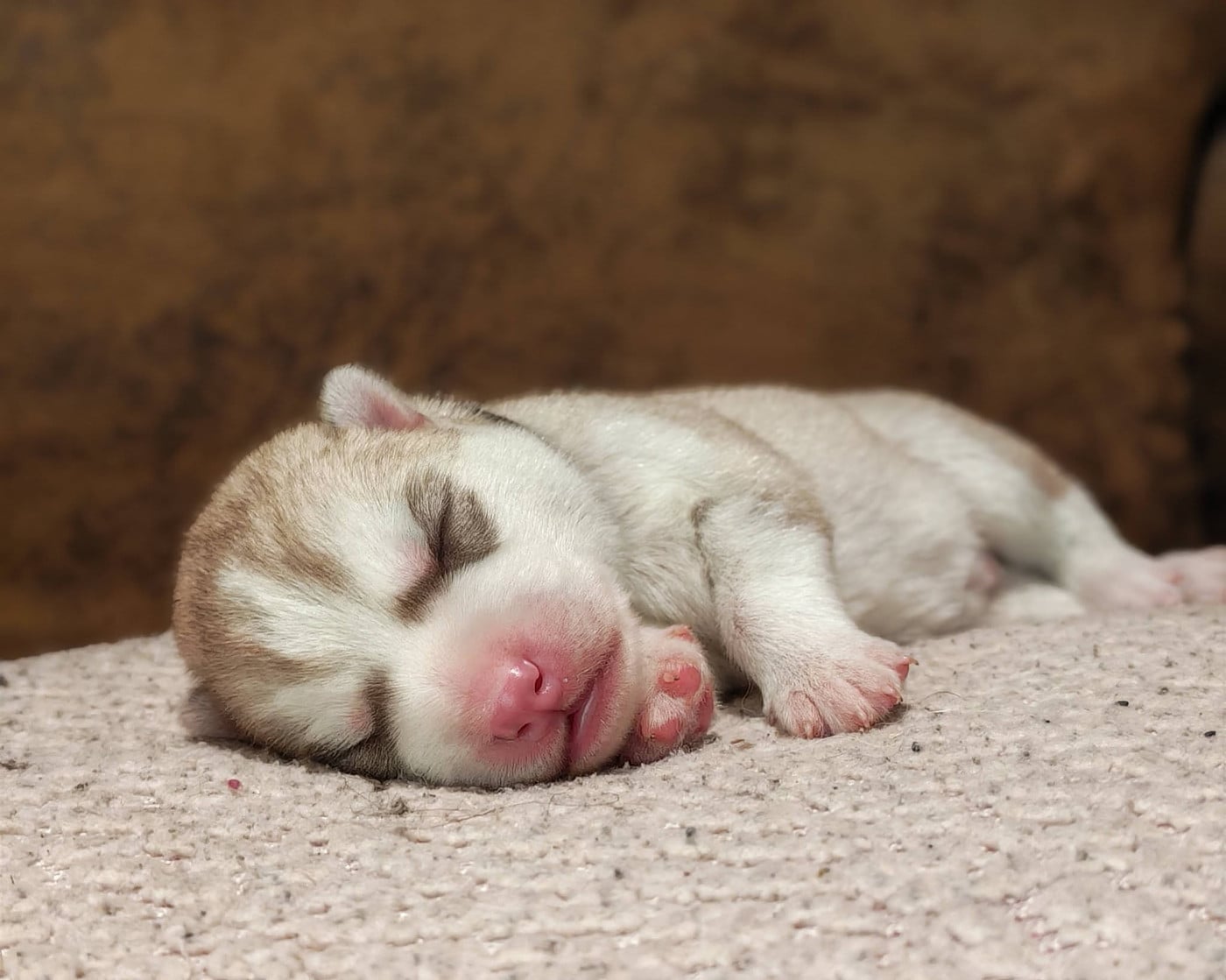 Bolt - Siberian Husky