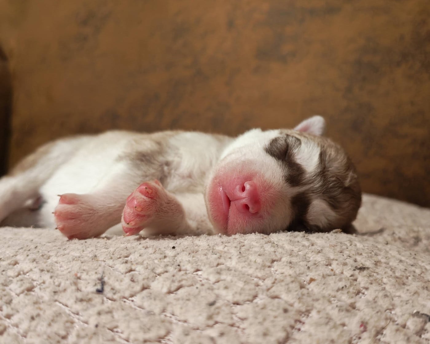 Betamèche - Siberian Husky