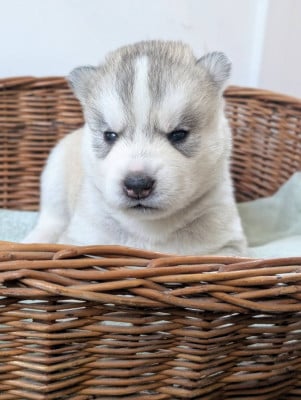 Les chiots de Siberian Husky
