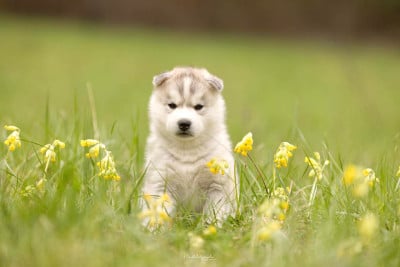 Les chiots de Siberian Husky