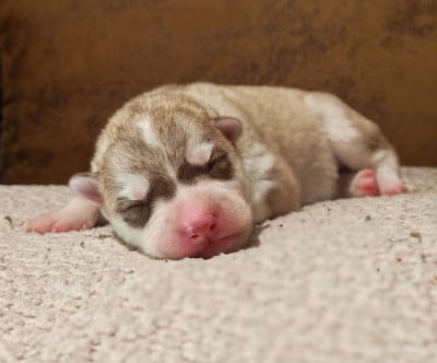 Les chiots de Siberian Husky