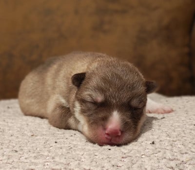 Les chiots de Siberian Husky
