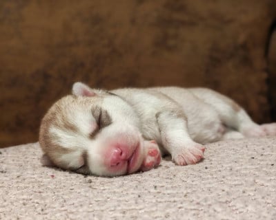 Les chiots de Siberian Husky