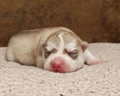 Les chiots de Siberian Husky