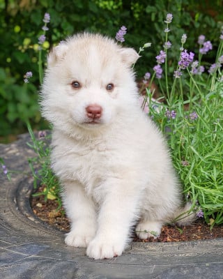 Les chiots de Siberian Husky