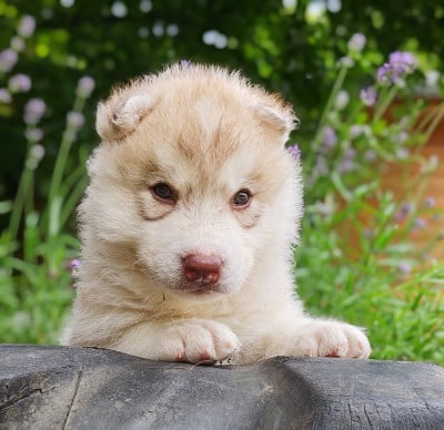 Les chiots de Siberian Husky