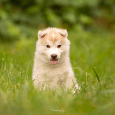 Les chiots de Siberian Husky