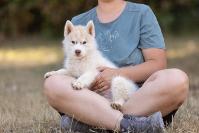 Les chiots de Siberian Husky