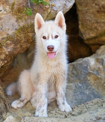 Les chiots de Siberian Husky