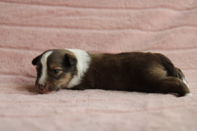 Les chiots de Shetland Sheepdog