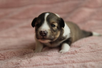 Les chiots de Shetland Sheepdog