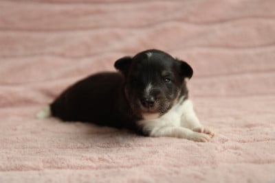 Les chiots de Shetland Sheepdog