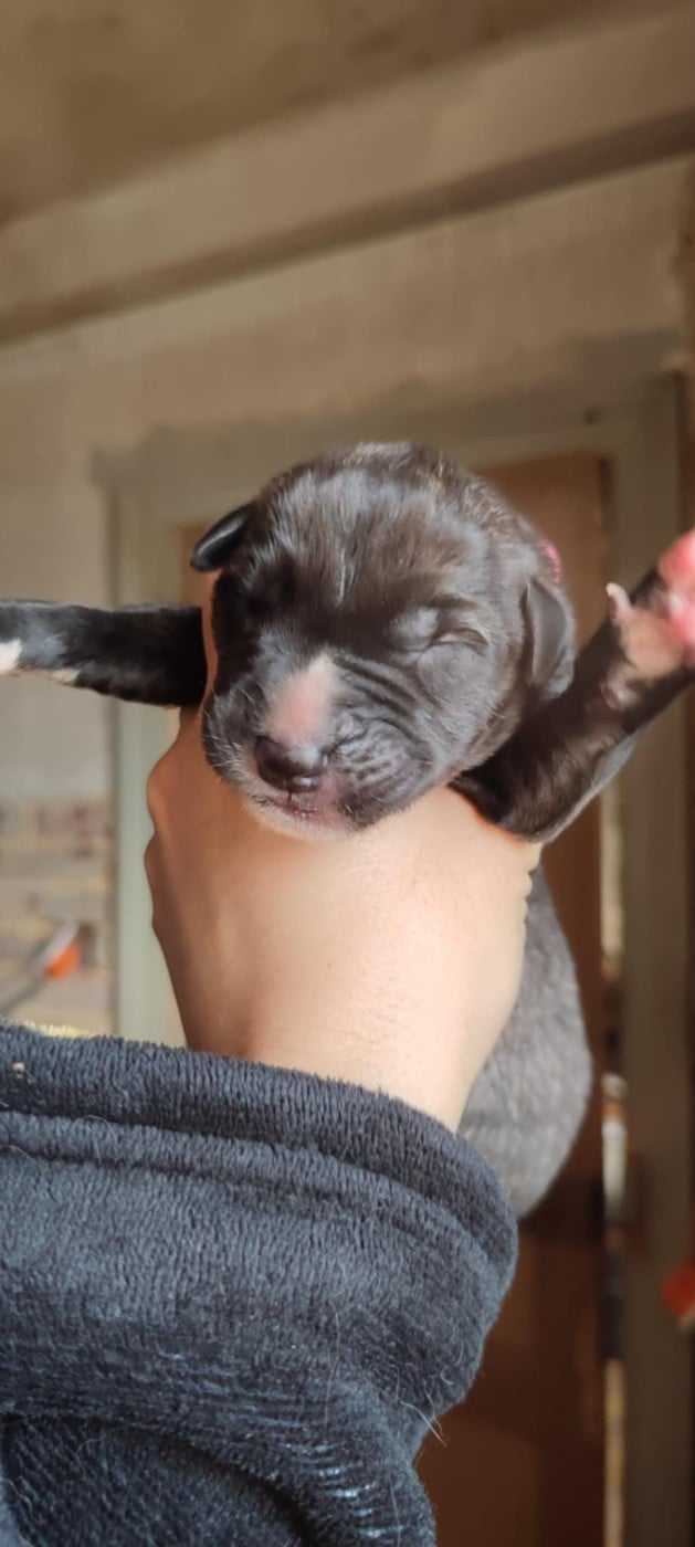 Arrietty - Levrier Irlandais