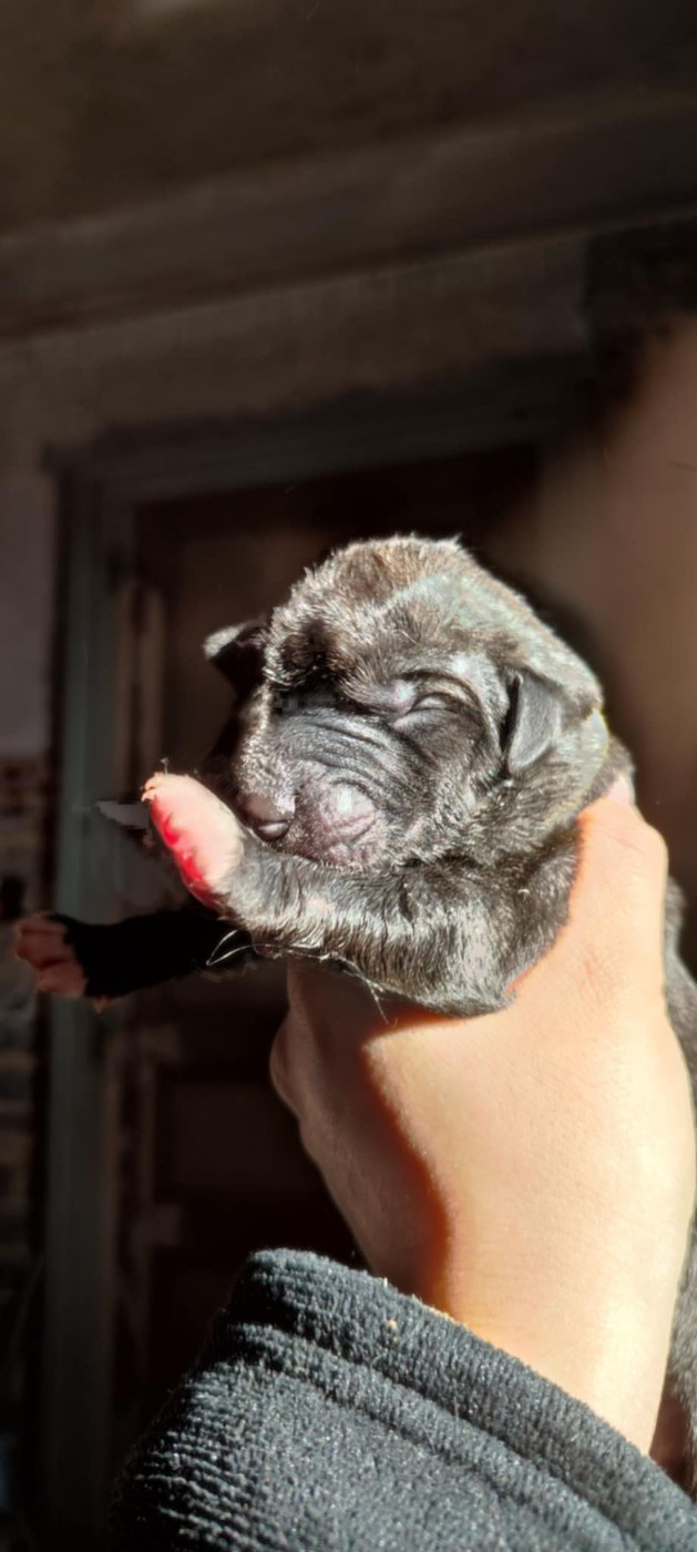 Armande - Levrier Irlandais