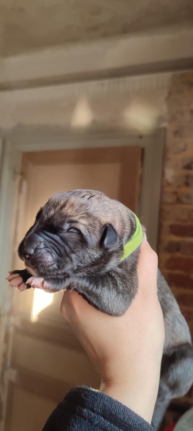 Amadeus - Levrier Irlandais