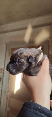 Les chiots de Levrier Irlandais