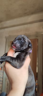 Les chiots de Levrier Irlandais