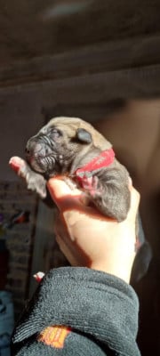 Aragorn - Levrier Irlandais