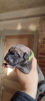 Amadeus - Levrier Irlandais