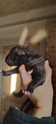 Azazël - Levrier Irlandais