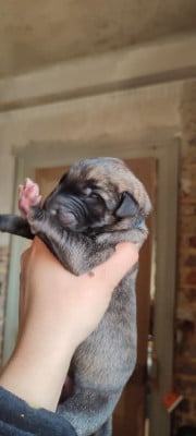 Apocalypse - Levrier Irlandais