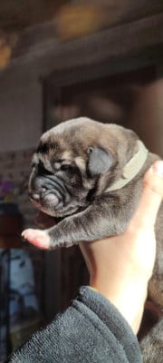 Abracadabra - Levrier Irlandais