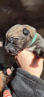 Absolut - Levrier Irlandais