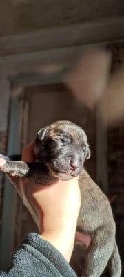 Asmodée - Levrier Irlandais