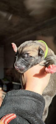 Am Stram Gram - Levrier Irlandais