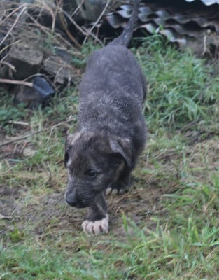 Les chiots de Levrier Irlandais