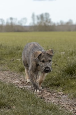 Les chiots de Levrier Irlandais