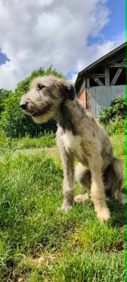 Les chiots de Levrier Irlandais