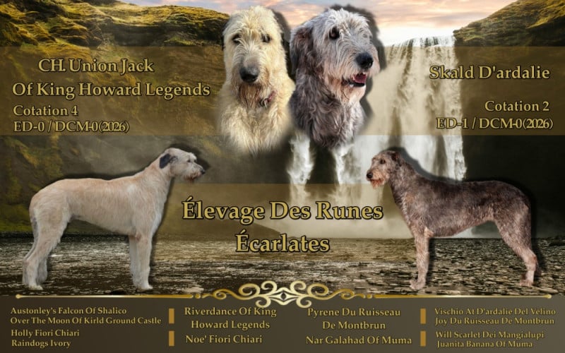 Levrier Irlandais - Des Runes Ecarlates