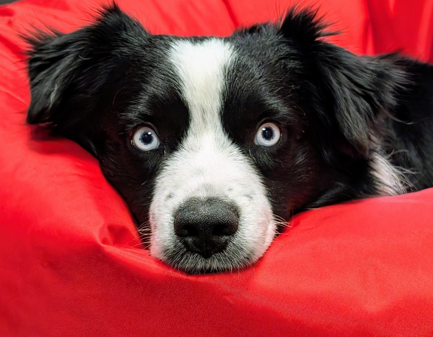 Vendée globe dit panda du petit Duc Victoria