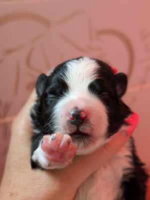 Les chiots de Berger Américain Miniature 