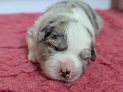Les chiots de Berger Américain Miniature 