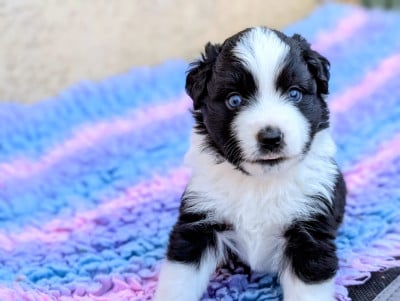 Les chiots de Berger Américain Miniature 