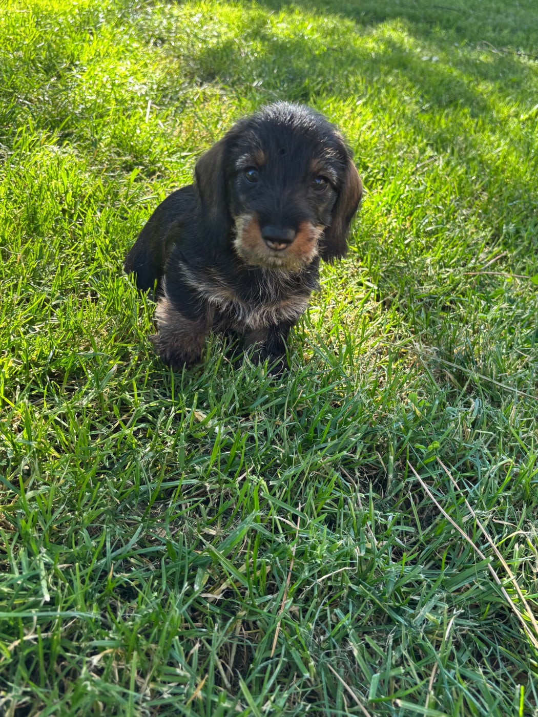 Teckel poil dur - du Domaine de Fleyres