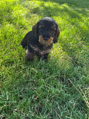 Les chiots de Teckel poil dur