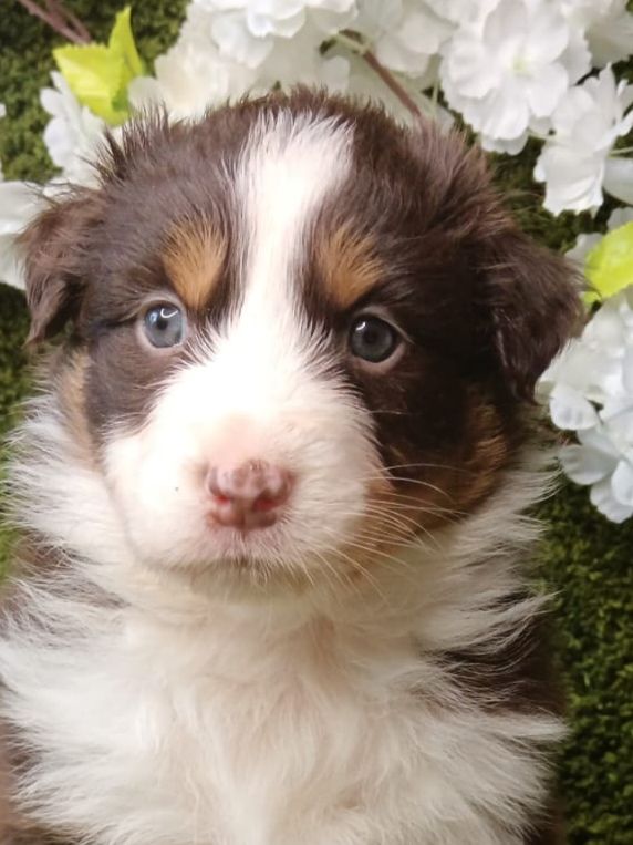 ARKANSAS LITTLE ROCK