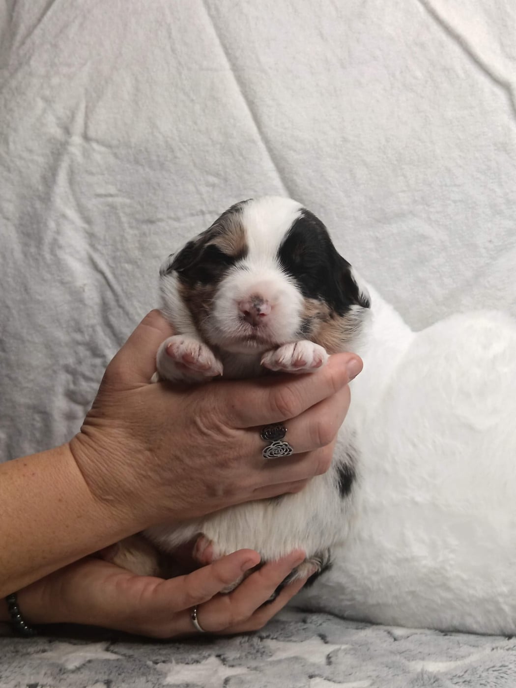 Blue Indianapolis - Berger Australien