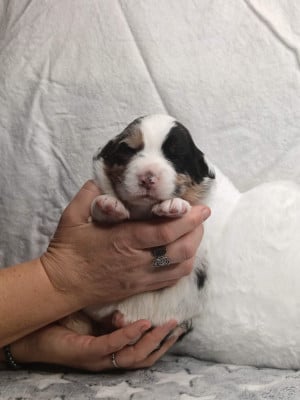 Les chiots de Berger Australien