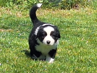 Les chiots de Berger Australien