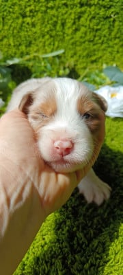 Les chiots de Berger Australien